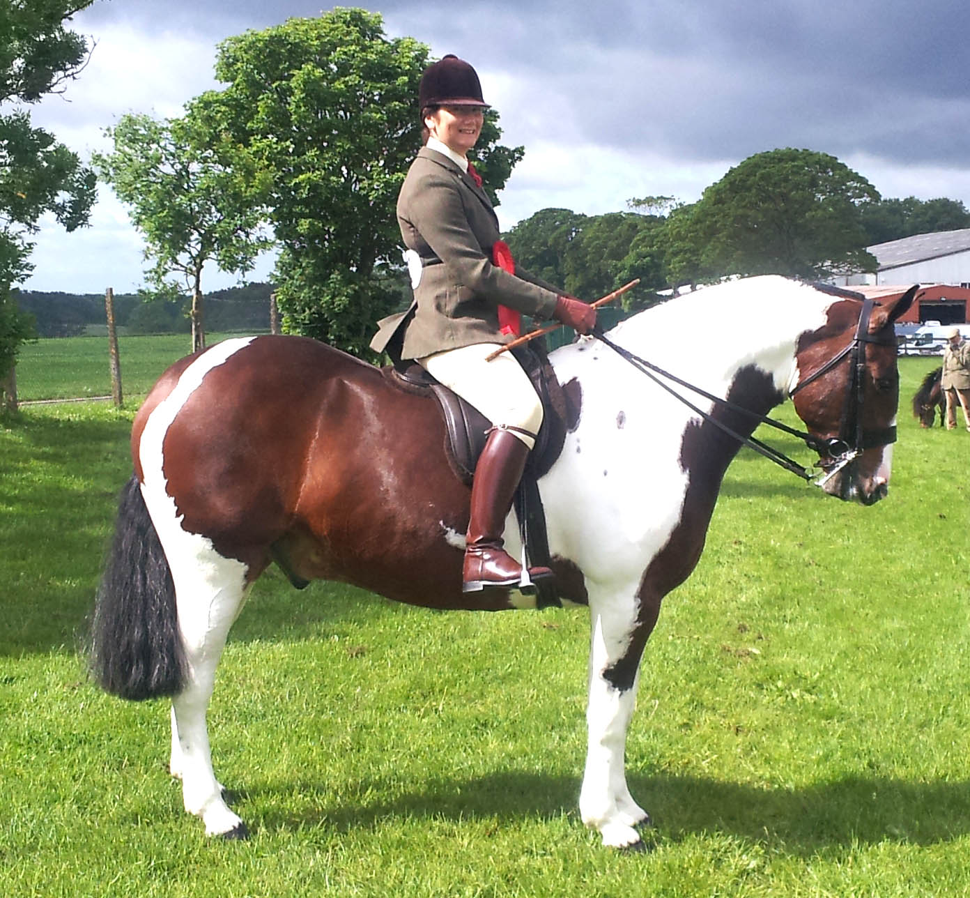 Coloured Cob